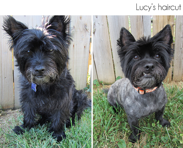 lucys-haircut