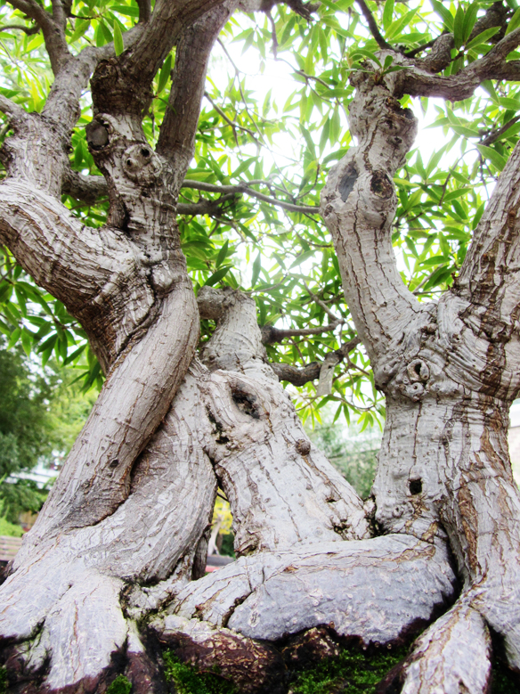 big-tree franklin park conservatory
